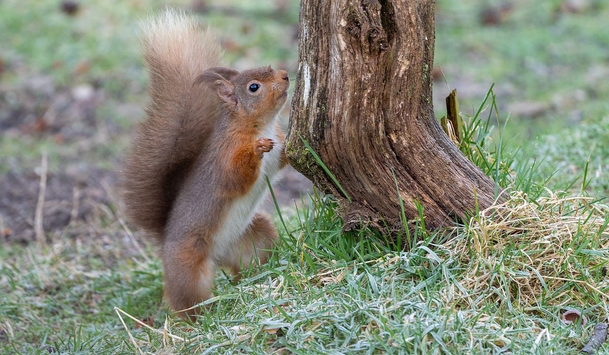 Planning a Responsible Woodland Foraging Trip