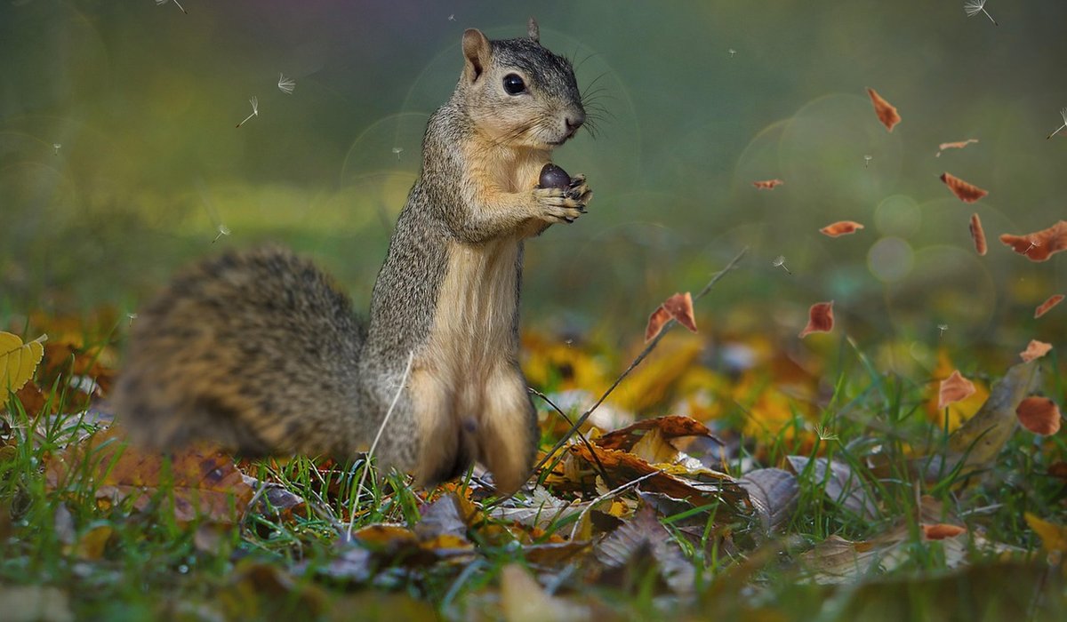 Spotting Red Squirrels in Northern Woodlands