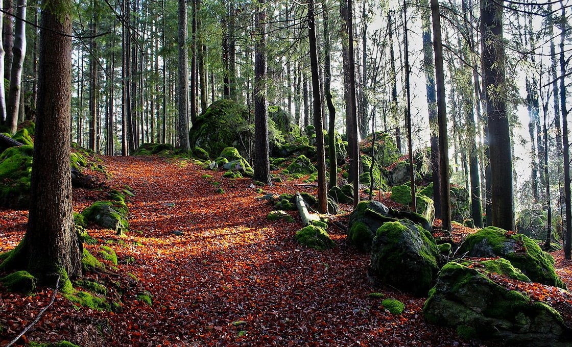 The Ember Thicket